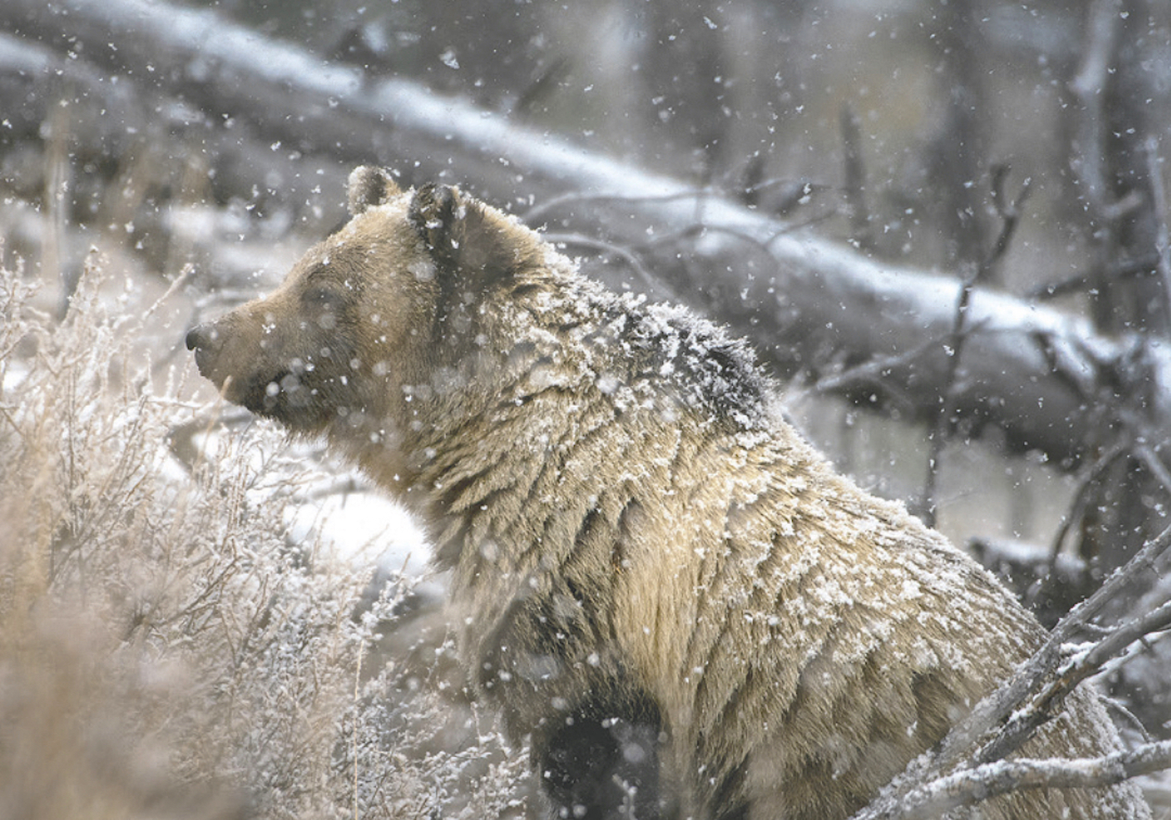 Solo hiker injured by bear on Sept. 16 in Yellowstone National Park