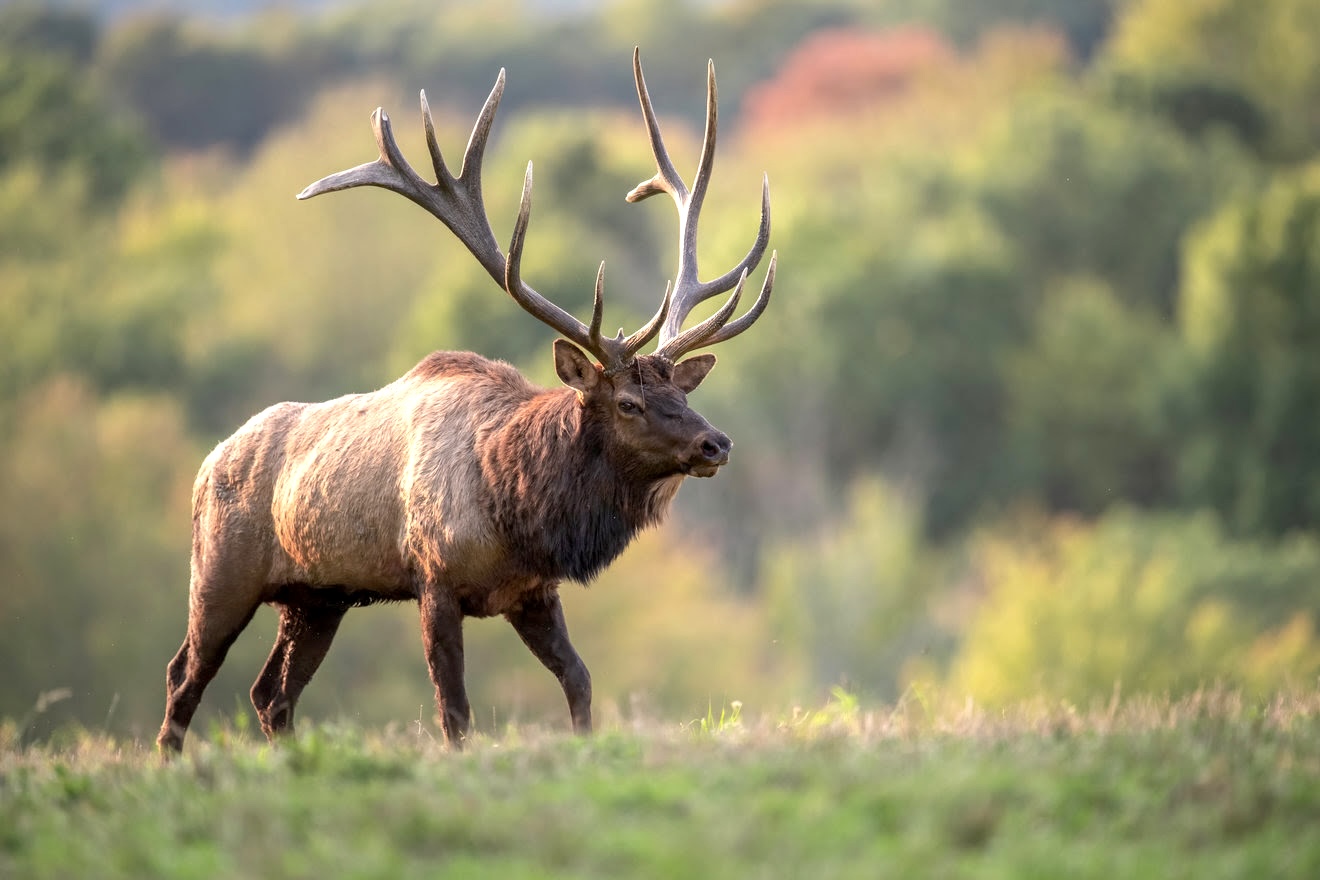 Game & Fish Commissioner Tag now open