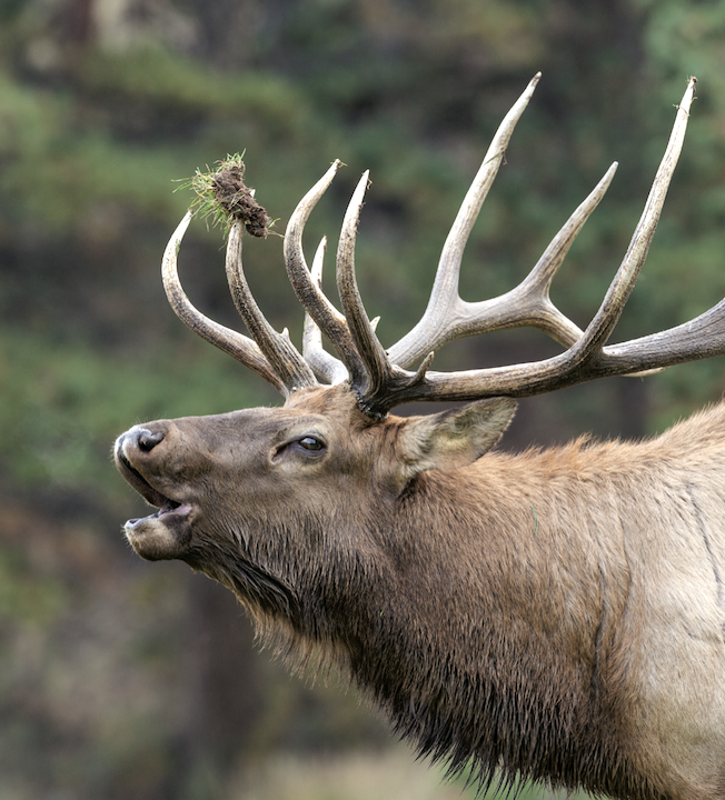 Forest Park feedground operations will continue