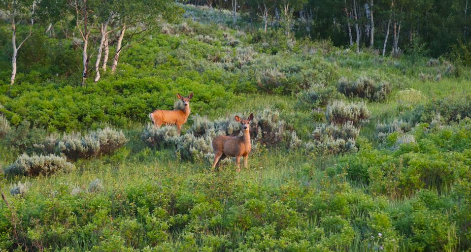 Game & Fish publishes 2026 mule deer conservation strategy