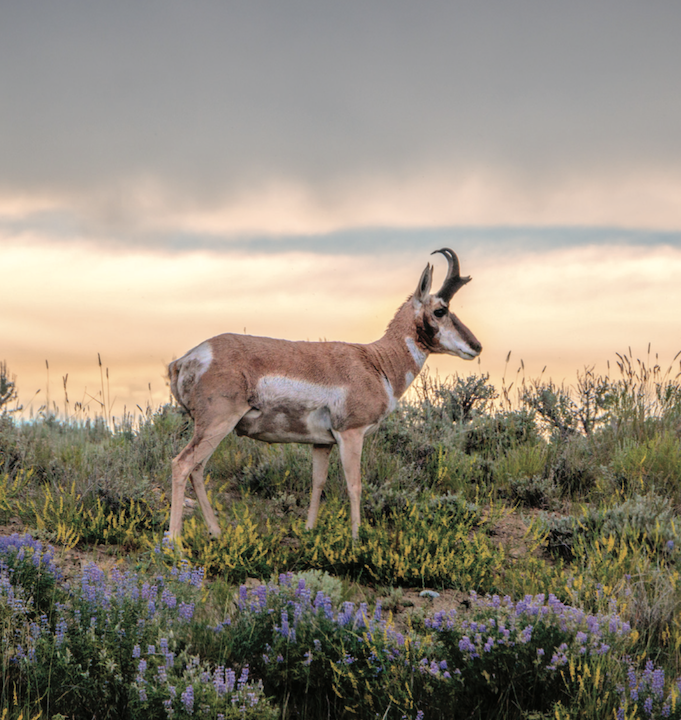 Sublette Antelope migration reviewed in Wyoming G&F day-long session