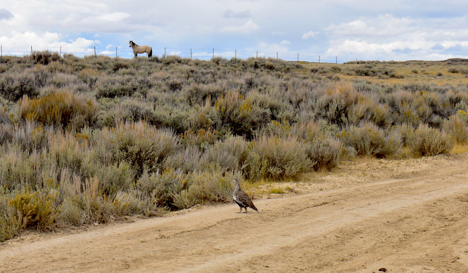 G&F rolls out a new tool to analyze sage-grouse populations