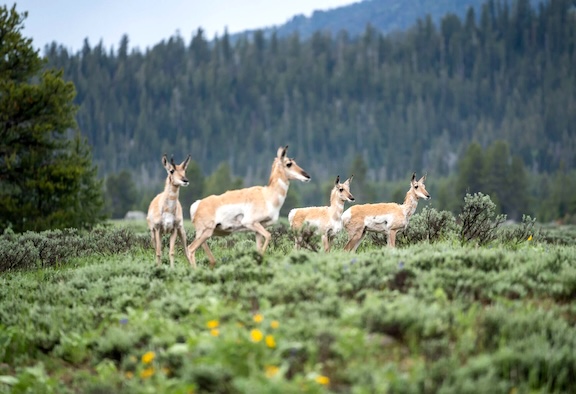 Data centers could intersect ‘Path of the Pronghorn’