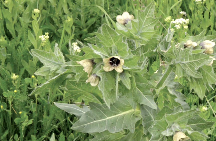 Weeds have an early start in annual battle with noxious plants