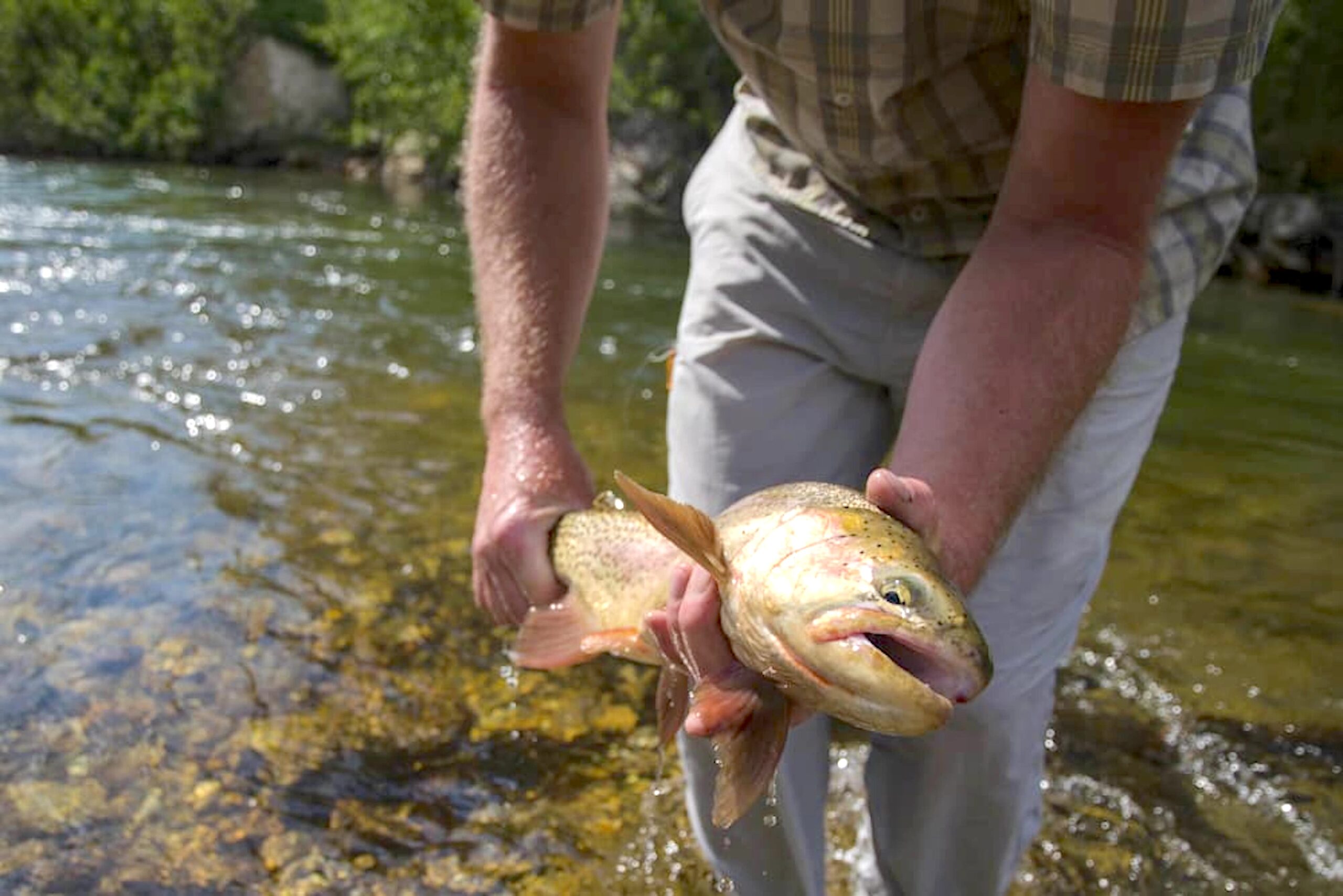 As summer fishing heats up, so do worries about fish health