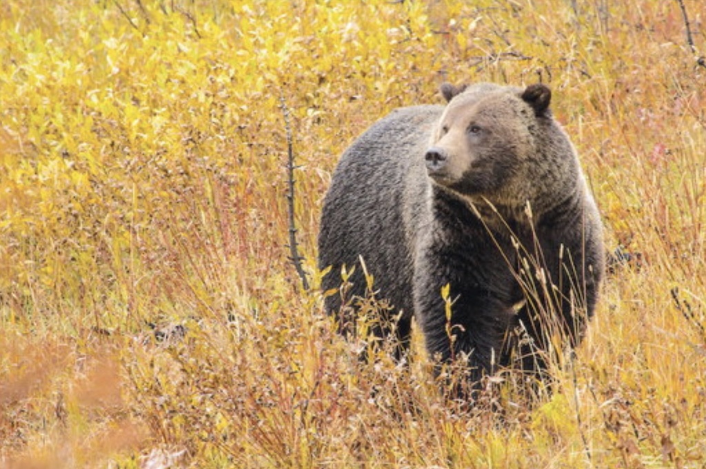 Yellowstone bear attack site was closed to spring hiking until 2024 to reduce human-grizzly conflicts