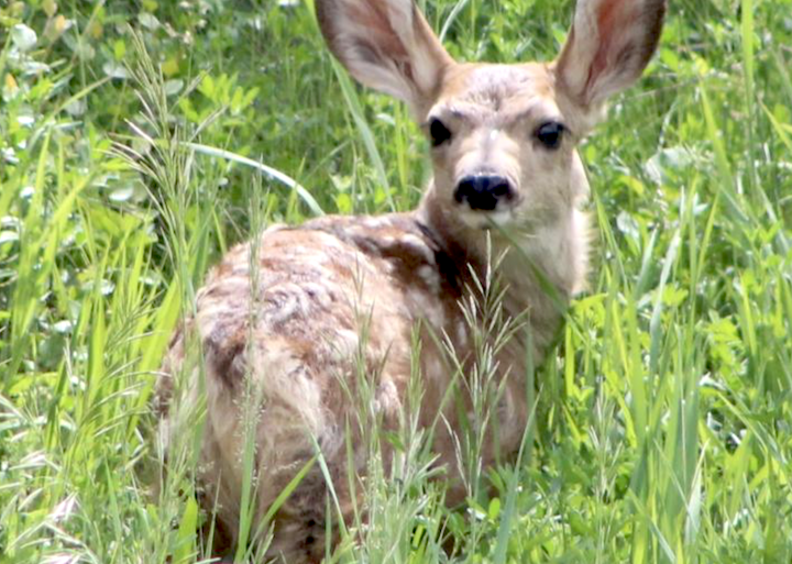 Game & Fish: Leave newborn wildlife alone