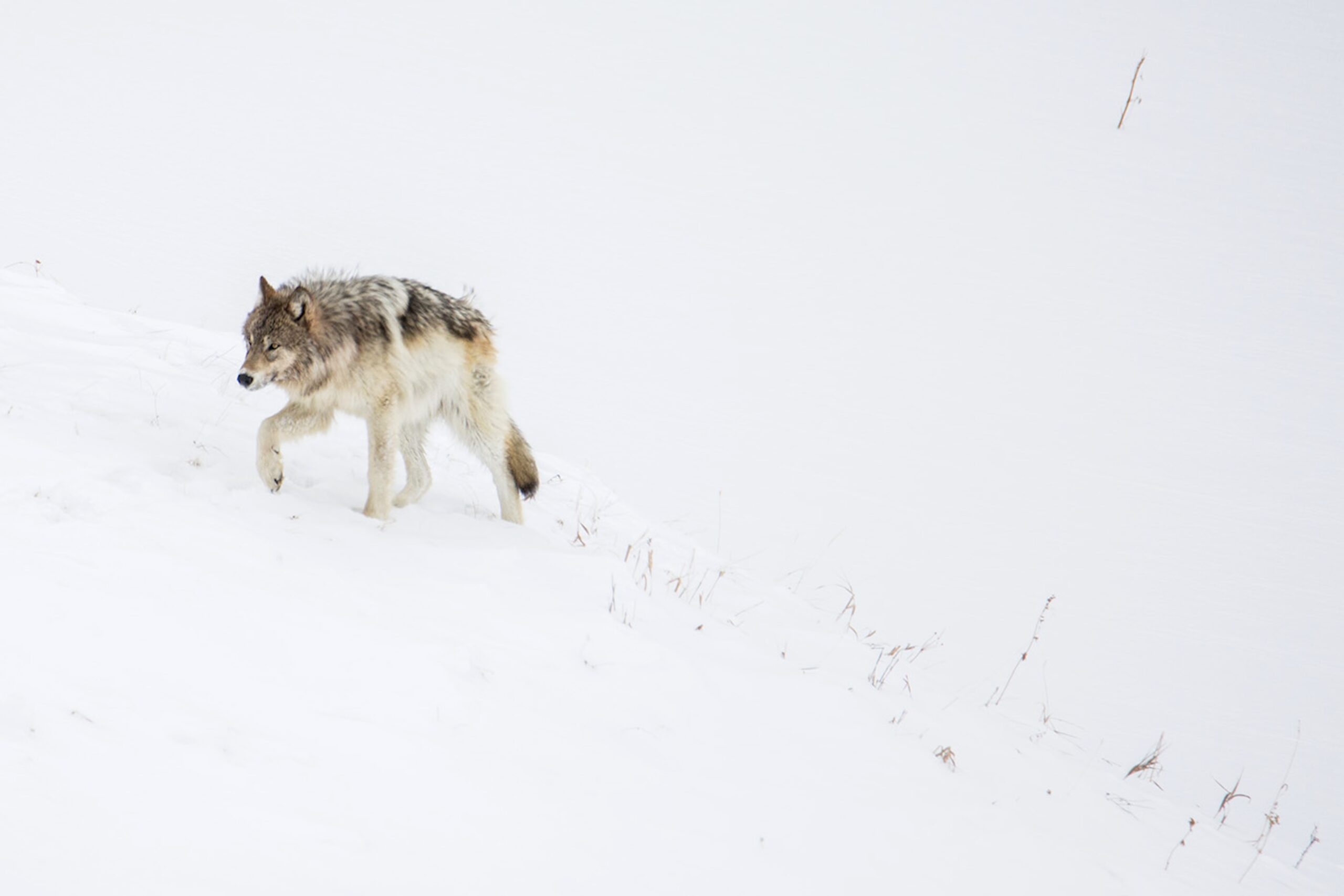 Disease outbreak cuts Wyoming, Yellowstone wolf numbers to lowest level since reintroduction era