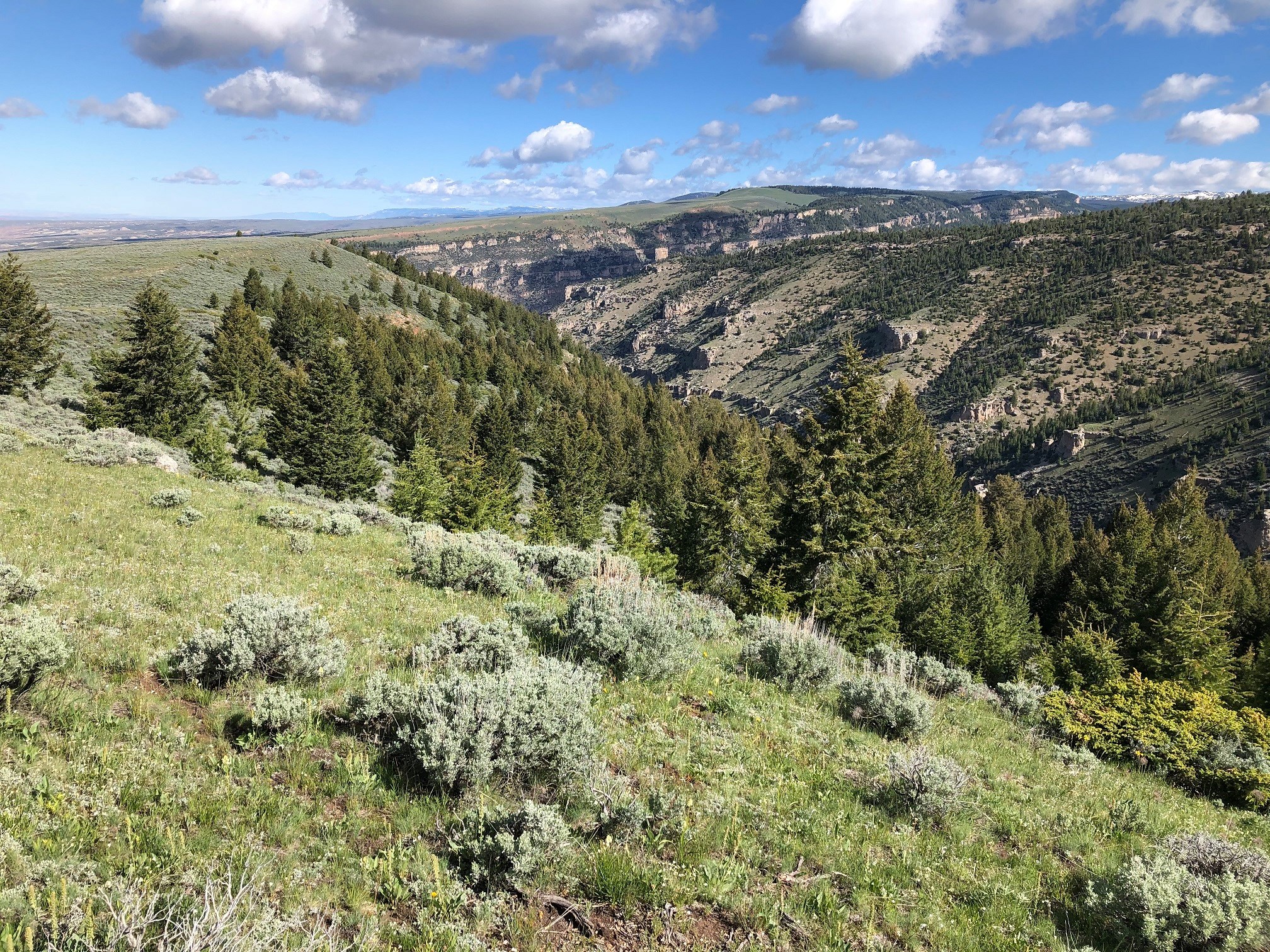 Wyoming State Forester Kelly Norris to visit Lincoln County