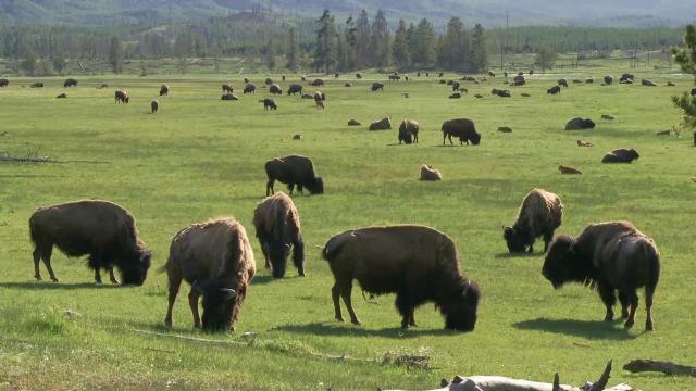 Yellowstone bison gores 12-year-old near Mud Volcano