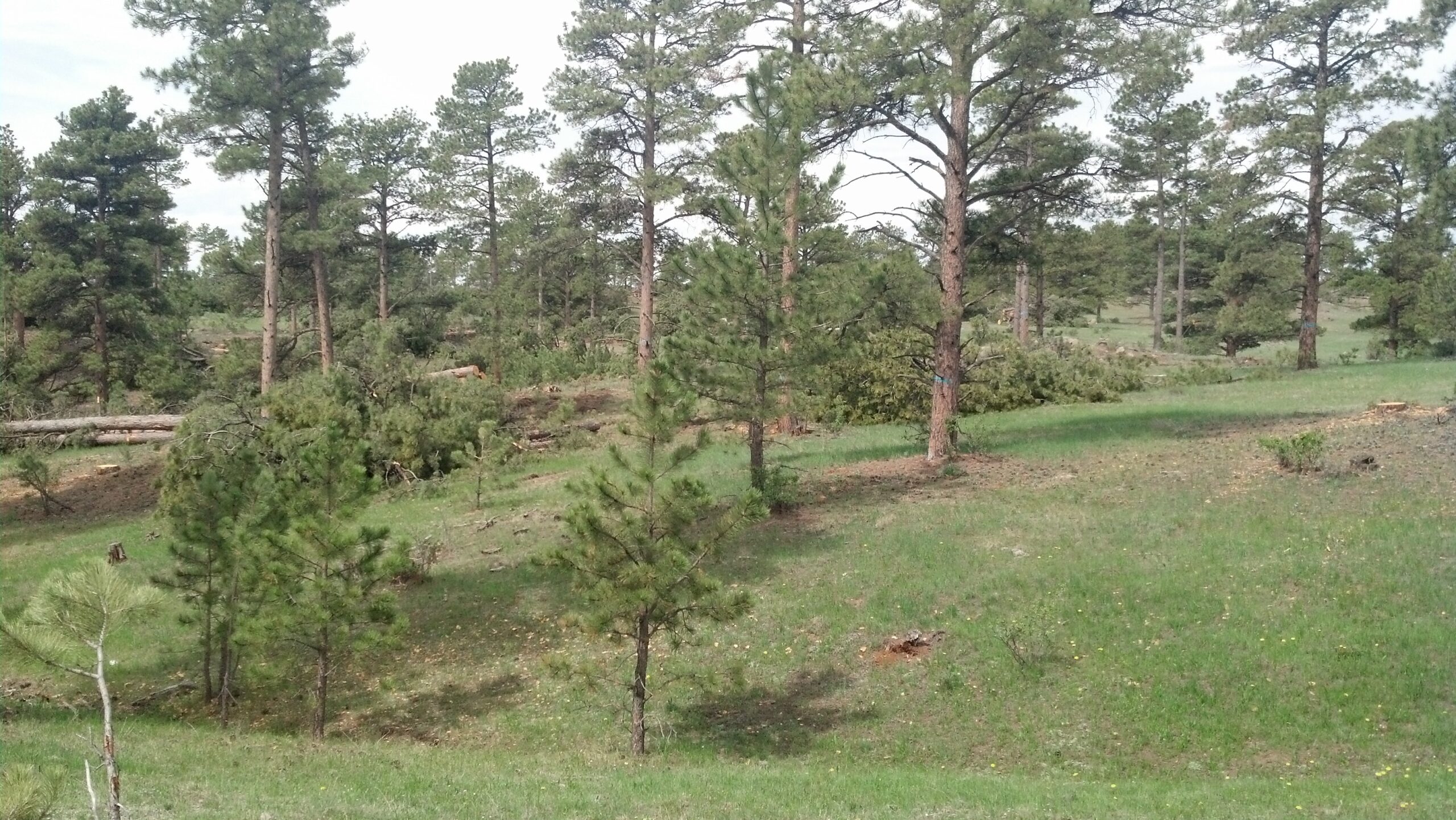SVI Radio Interview: Kelly Norris, Wyoming State Forester