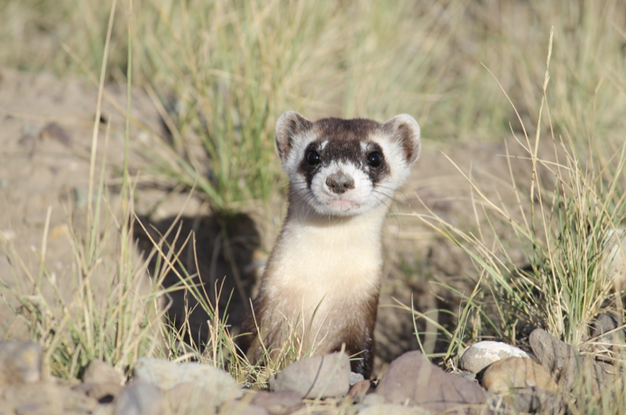 Game and Fish asks public to comment on State Wildlife Action Plan