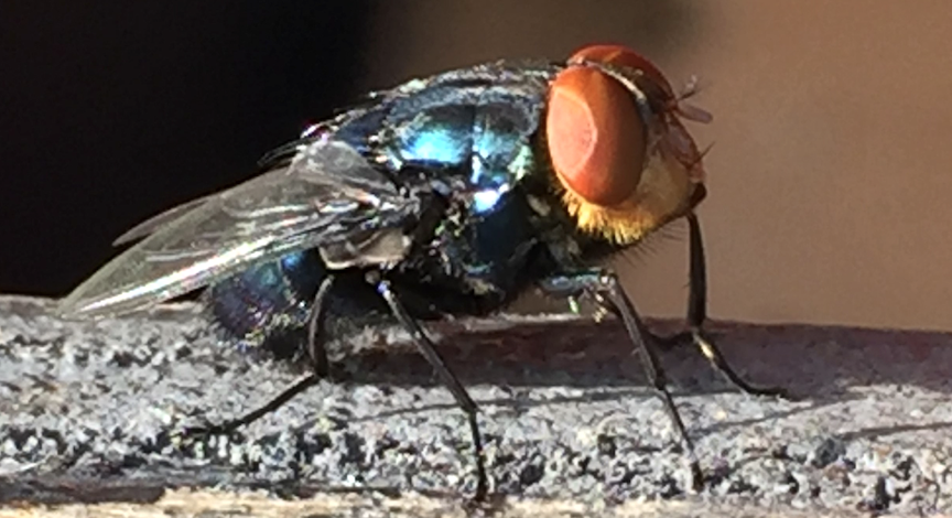 Governor Mark Gordon Convenes Advisory Panel to Coordinate New World Screwworm Monitoring, Communications, and Protocols