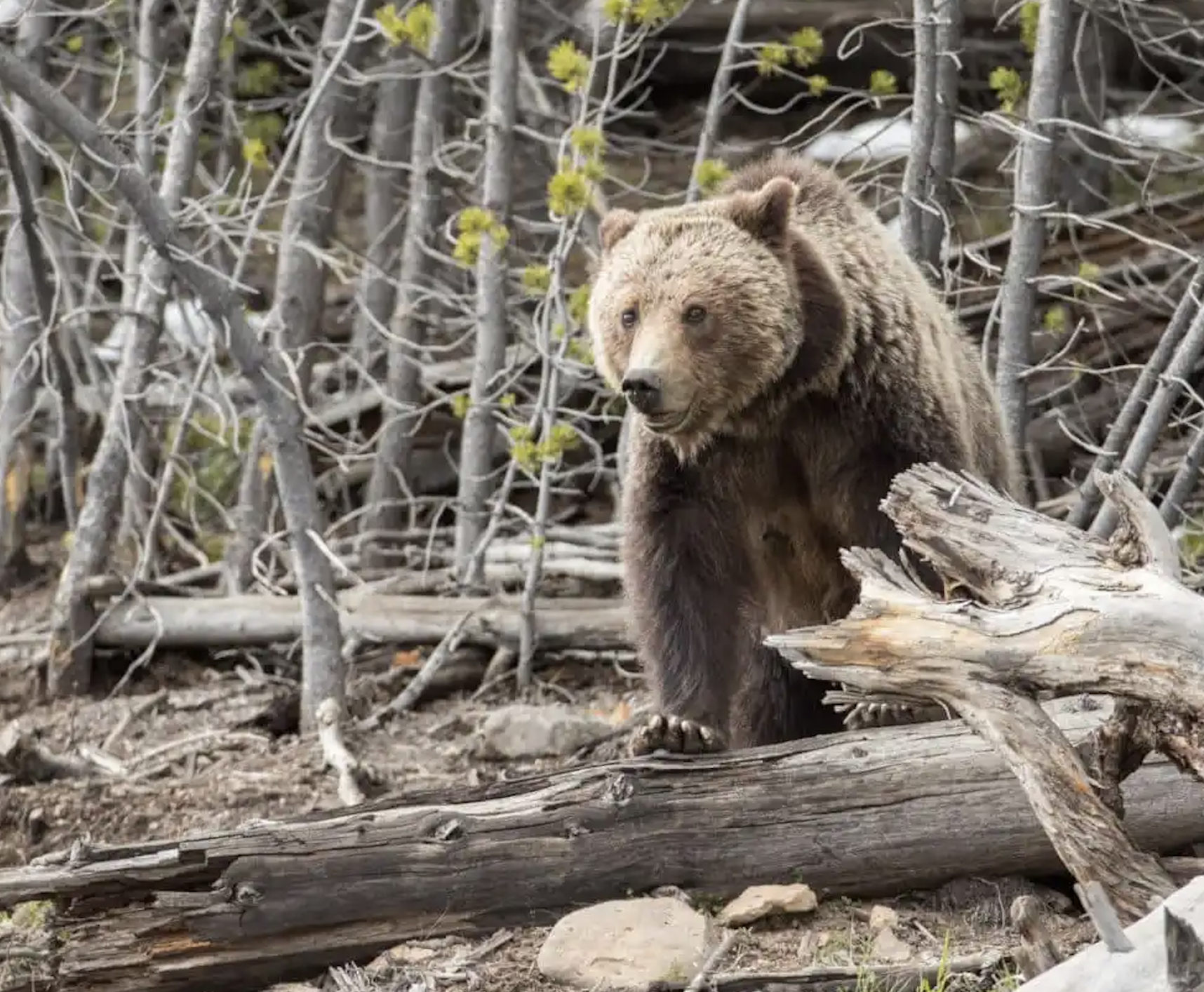 Feds look to return grizzly management to Western states