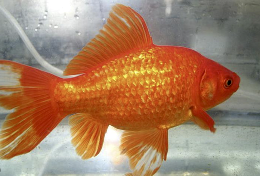 Wildlife managers: Don’t release county fair goldfish in the wild