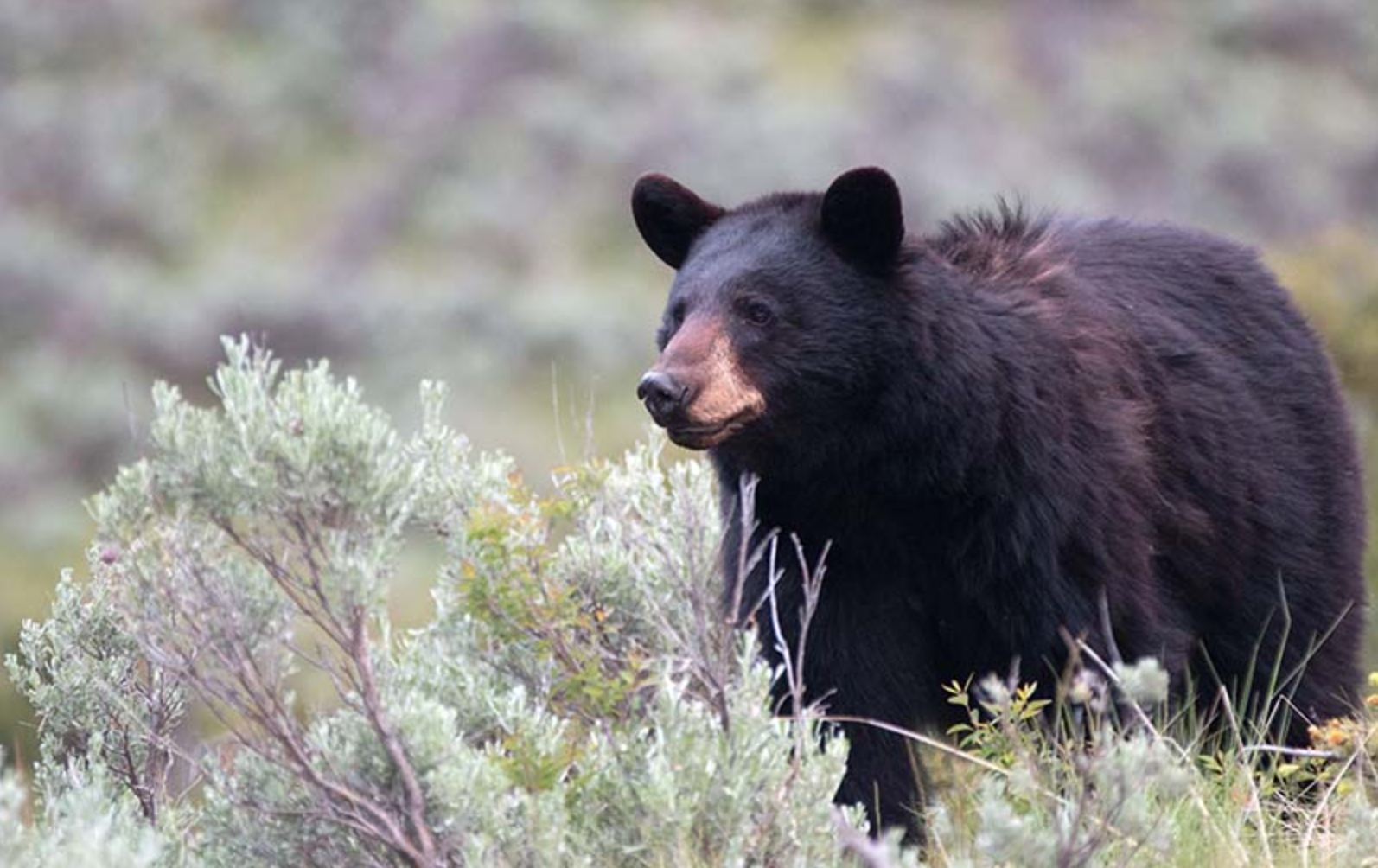 Game and Fish investigates bear-inflicted human injury