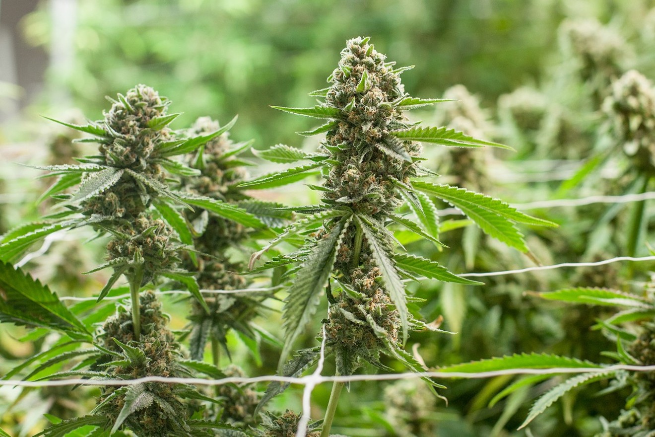 With federal marijuana declassification, some Wyoming lawmakers push for legalization