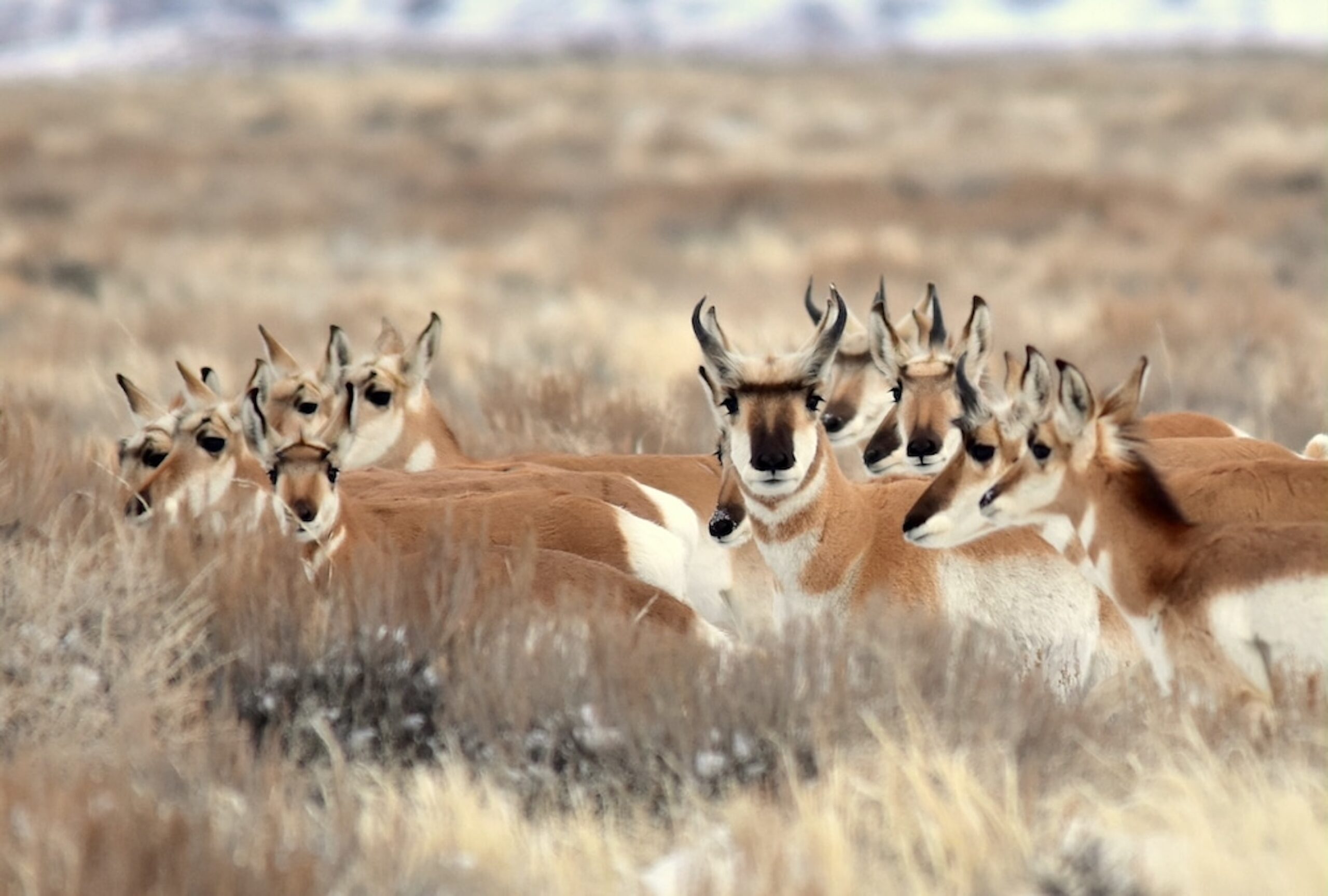 Oil and gas leases threaten big game migration routes, lawsuit claims