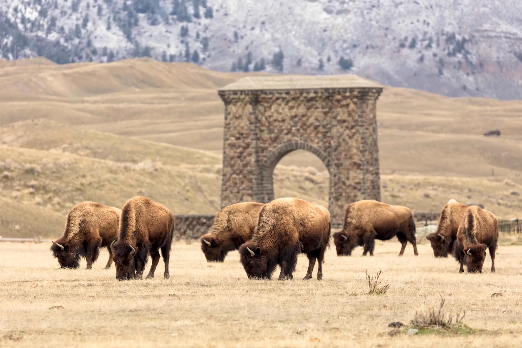 Yellowstone receives record $105 million gift for infrastructure, conservation, access