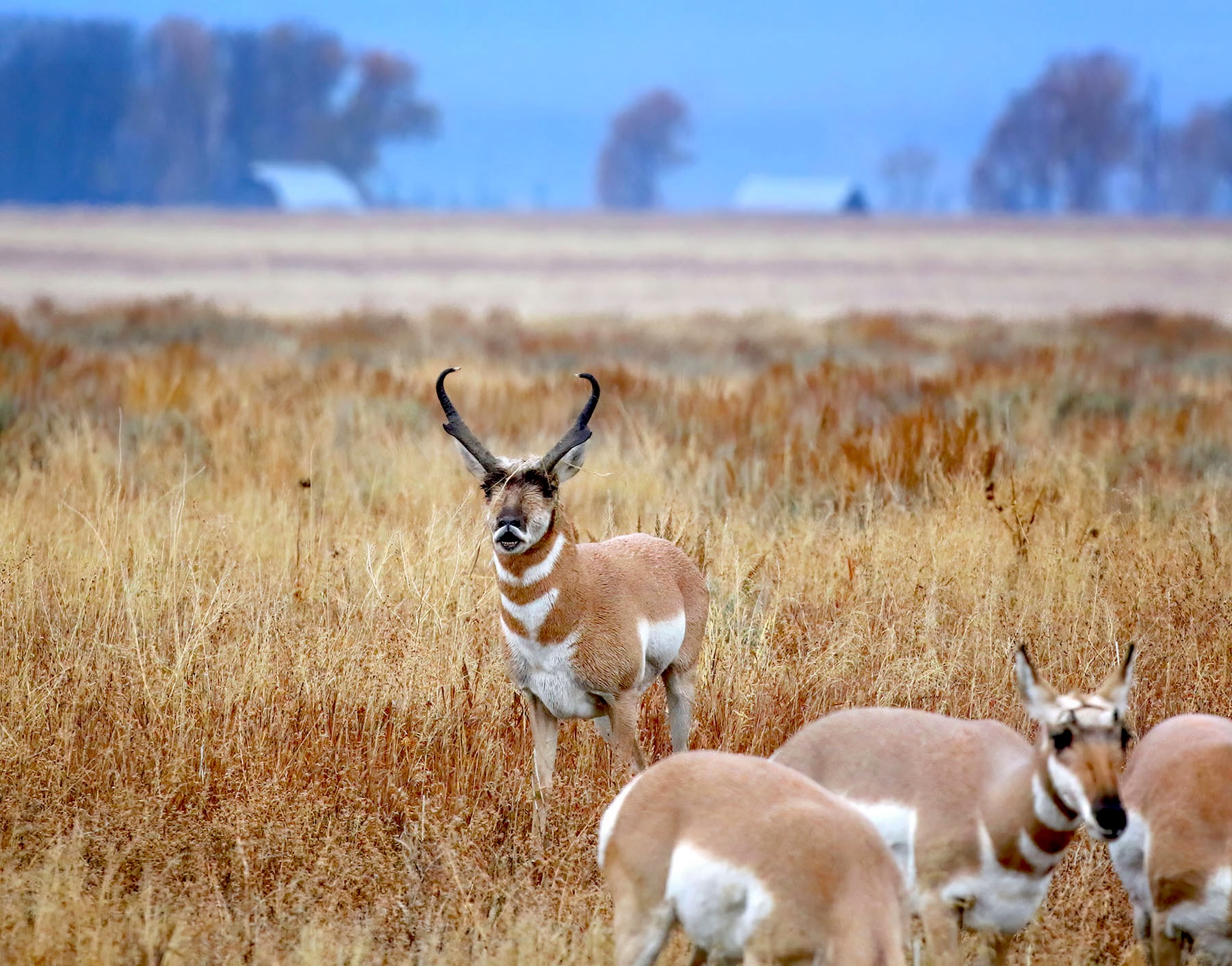 Three years after gas drillers caused a stir leasing a ‘Path of the Pronghorn’ bottleneck, it’s been protected